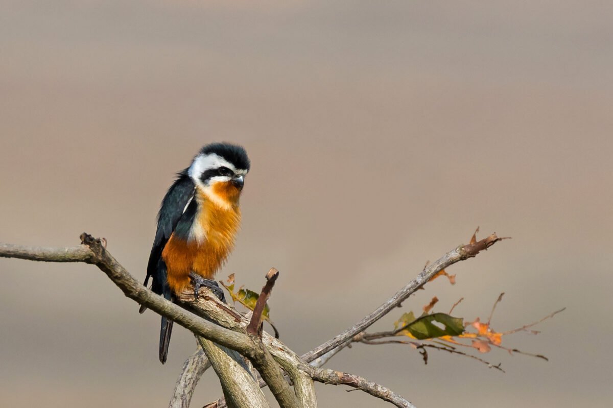 Collared Falconet2 CRBT 1753