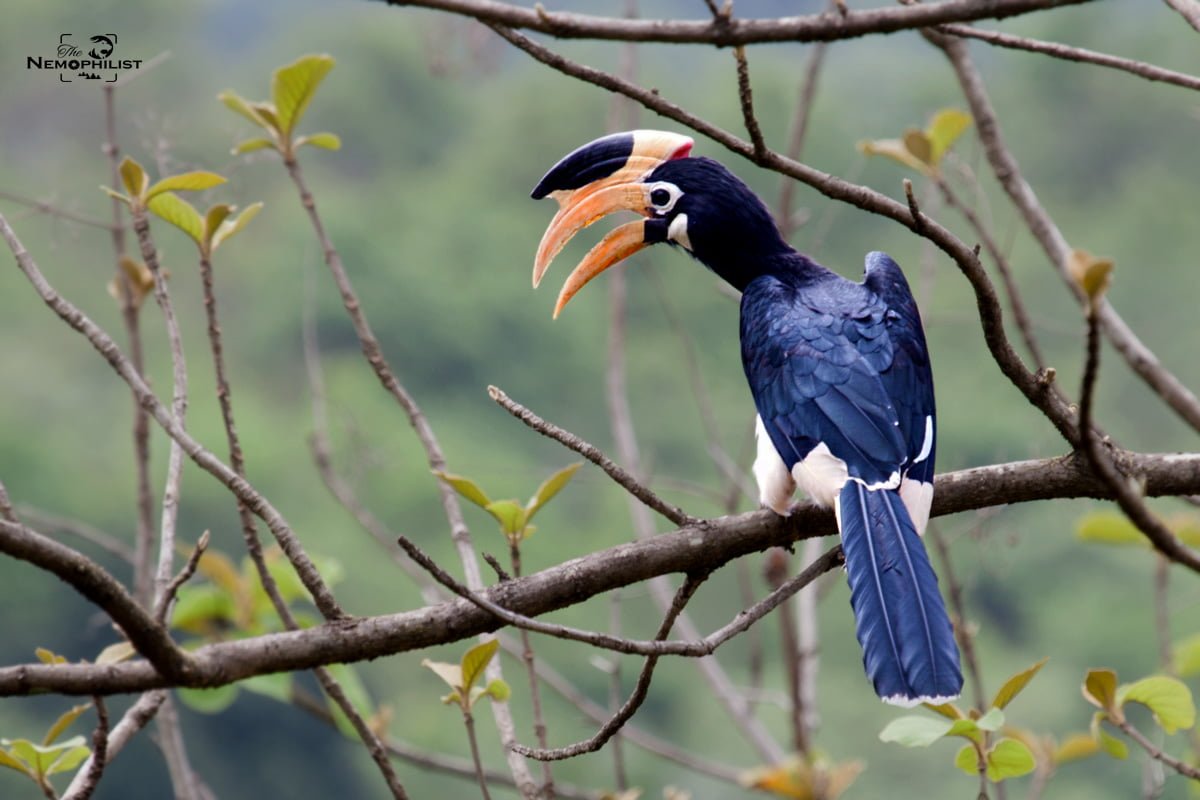 Goa Malabar Pied Hornbill