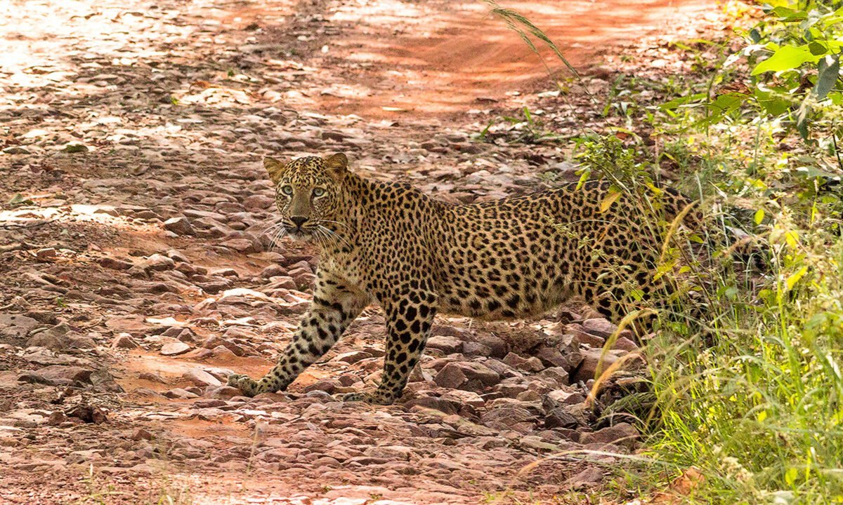 Leopard male 9961