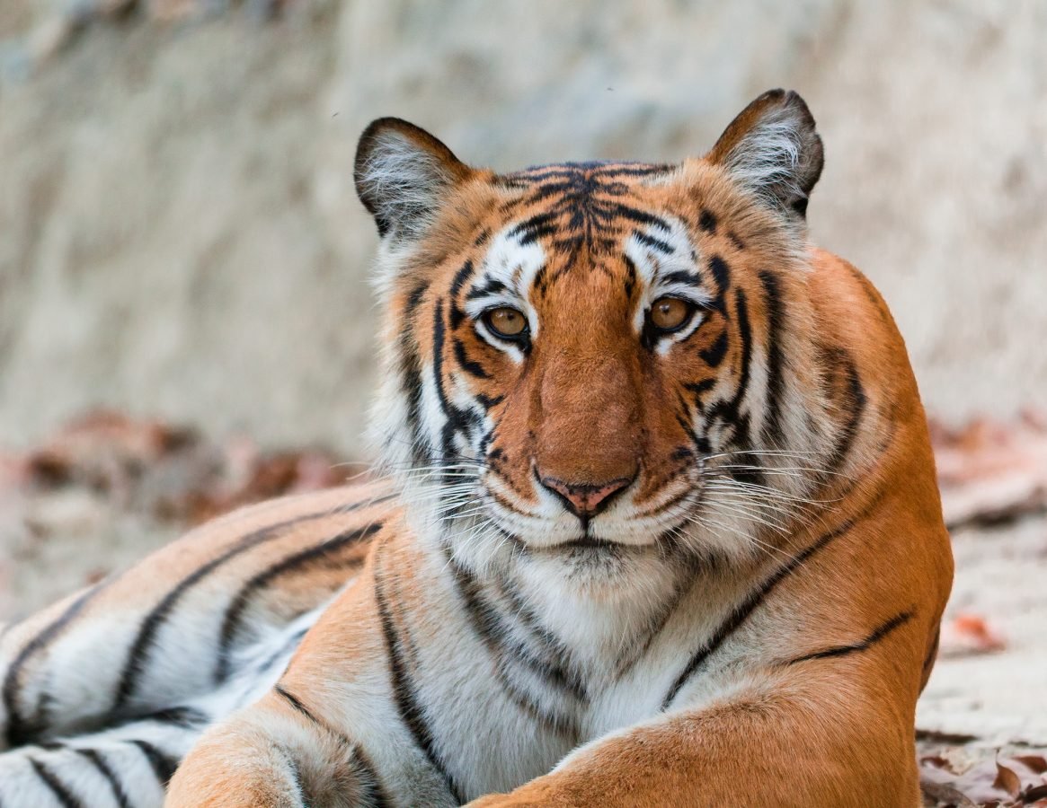 Tiger Portrait website2 0114