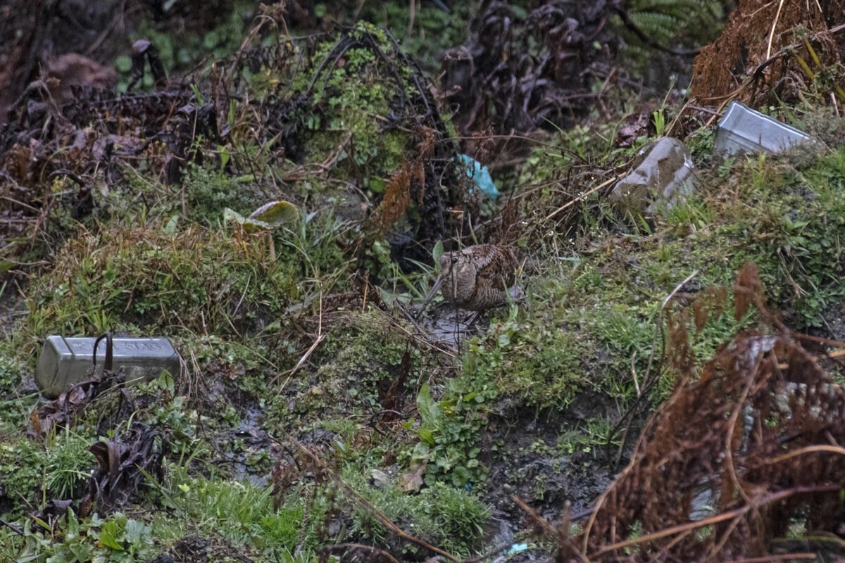 1920 full res eurasian woodcock and thrash