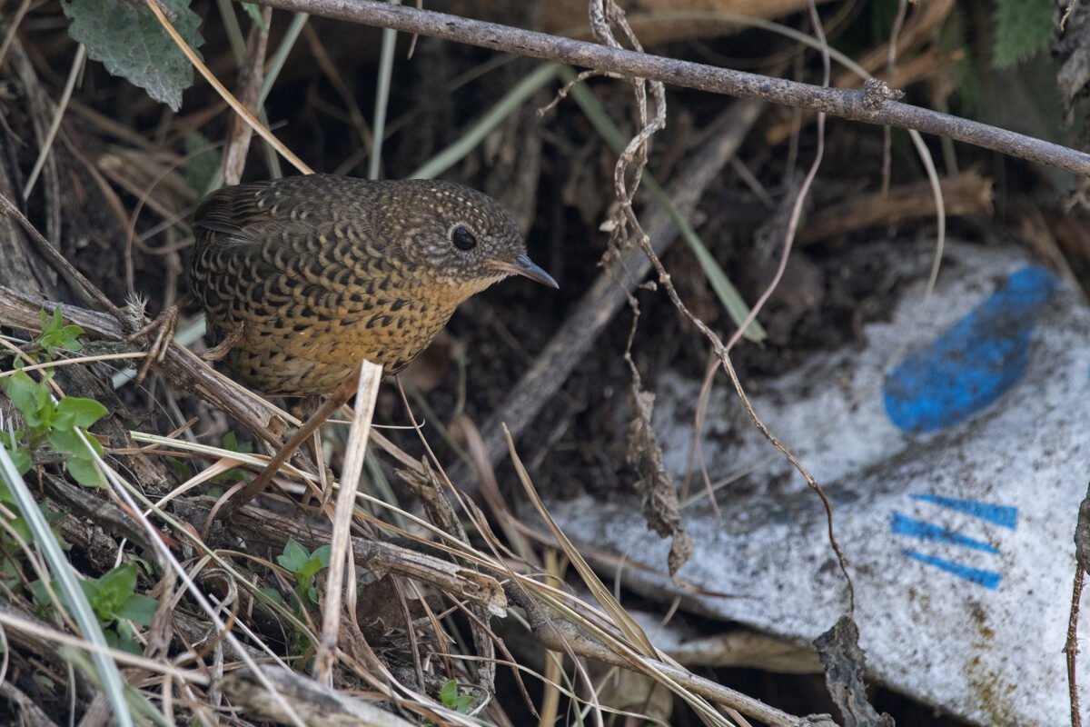 1920 full res scaly breasted wren babbler and plastic 1