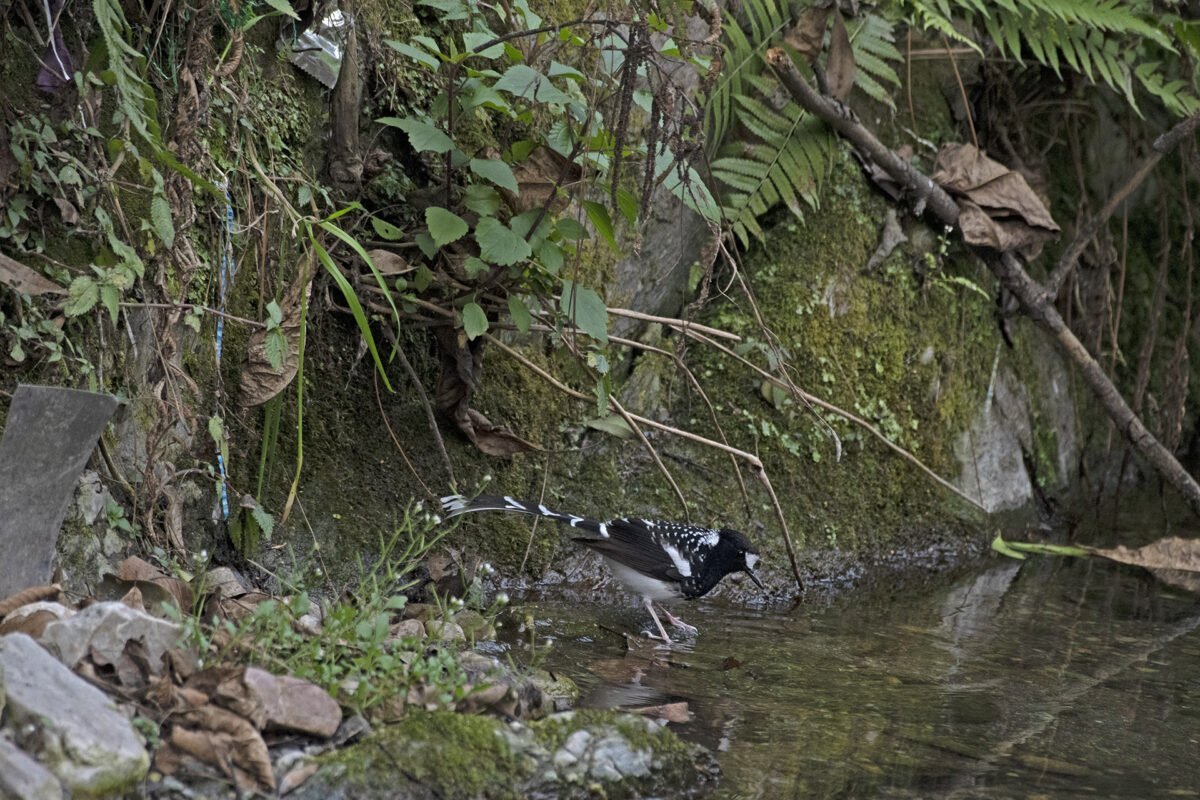 1920 full res spotted forktail and spotted mess