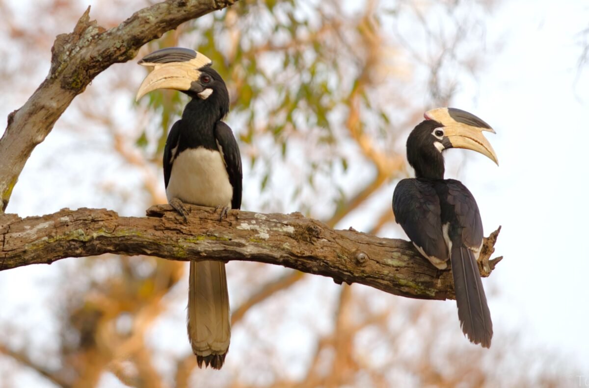 Malabar Pied Hornbill