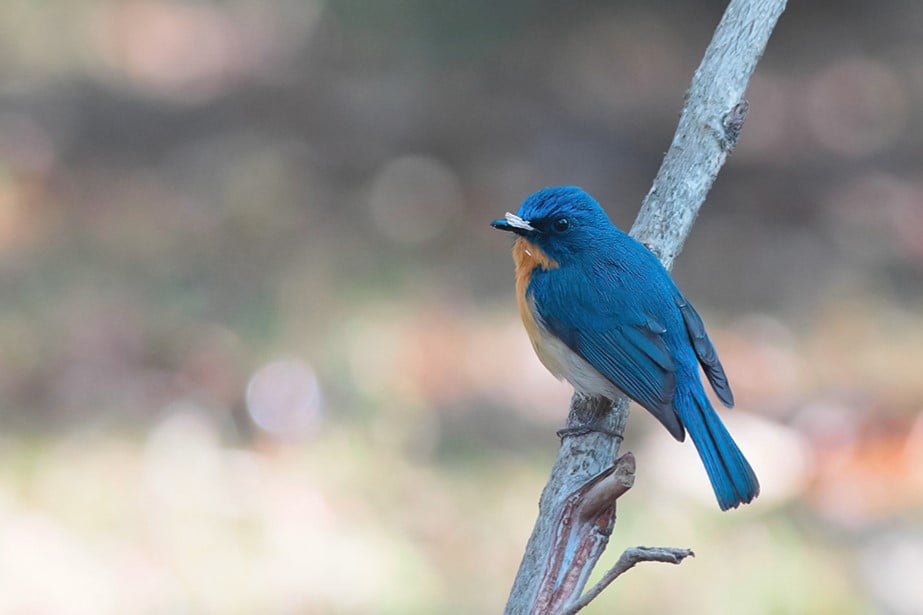 trip to dandeli tour(flycatcher)